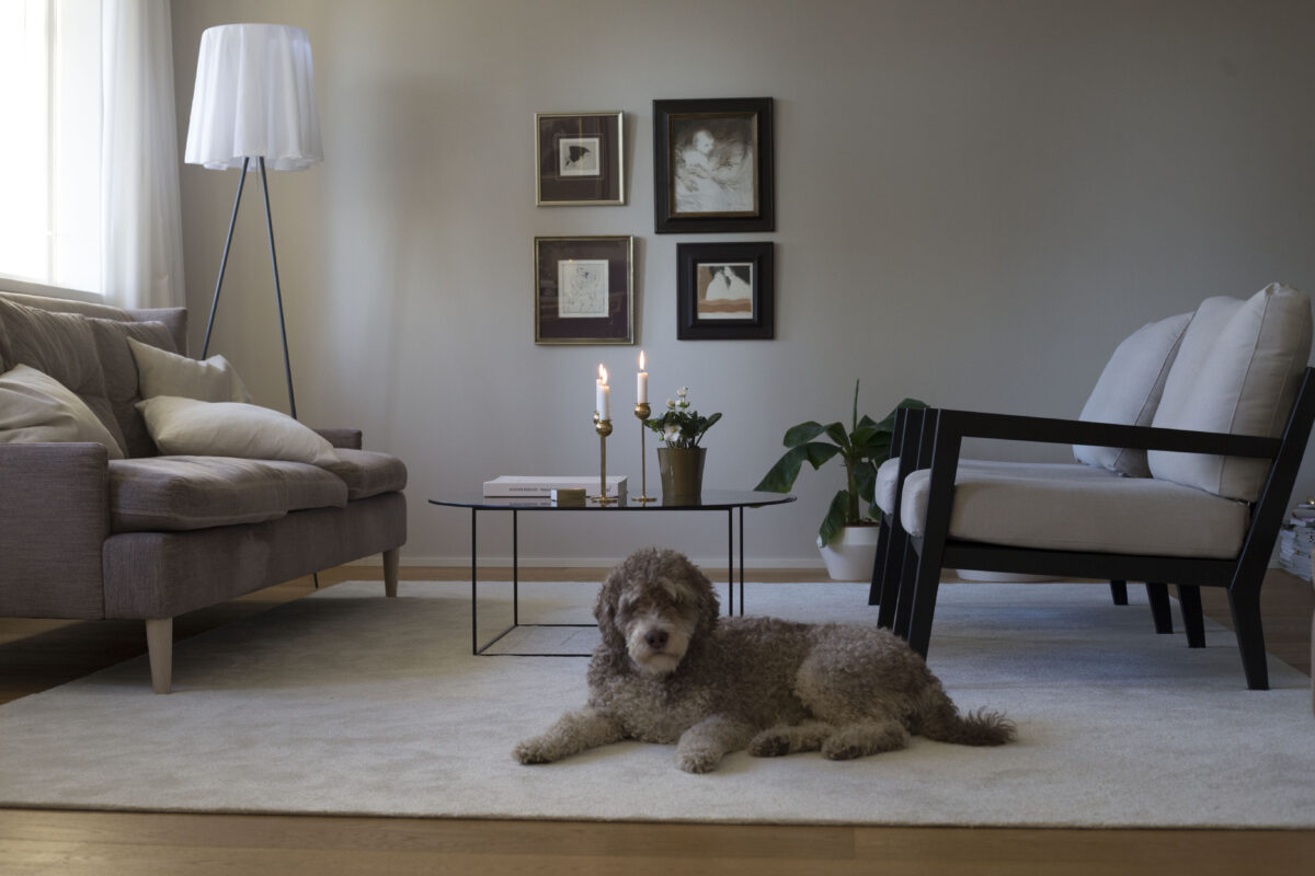 Miten suojata mattoa lemmikkien aiheuttamilta vaurioilta osana säännöllistä huoltoa?